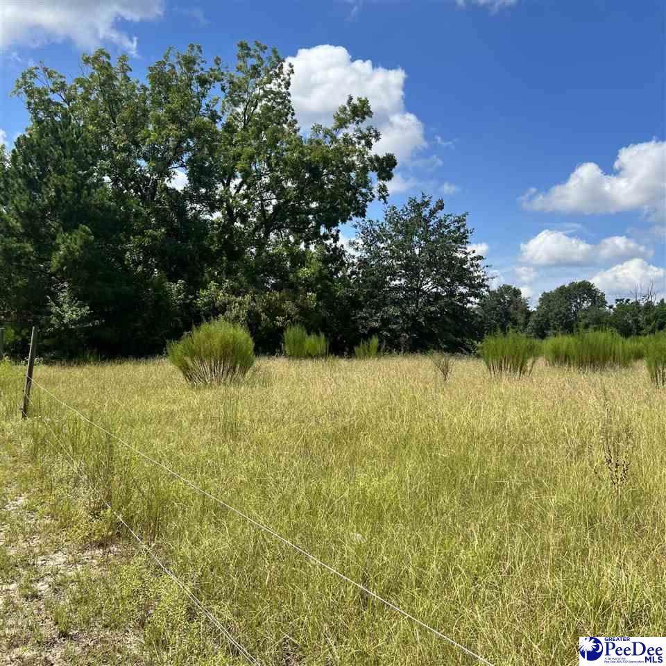 TBD Bluff Road (State Rd S-34-19) - Photo 1