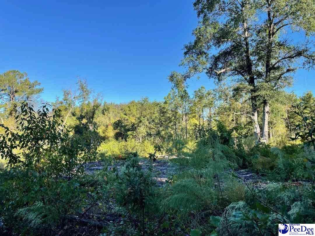 Old Mullins Hwy. - Photo 1