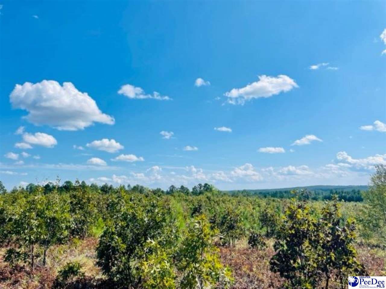  Gun-O-Field Rd - Photo 1