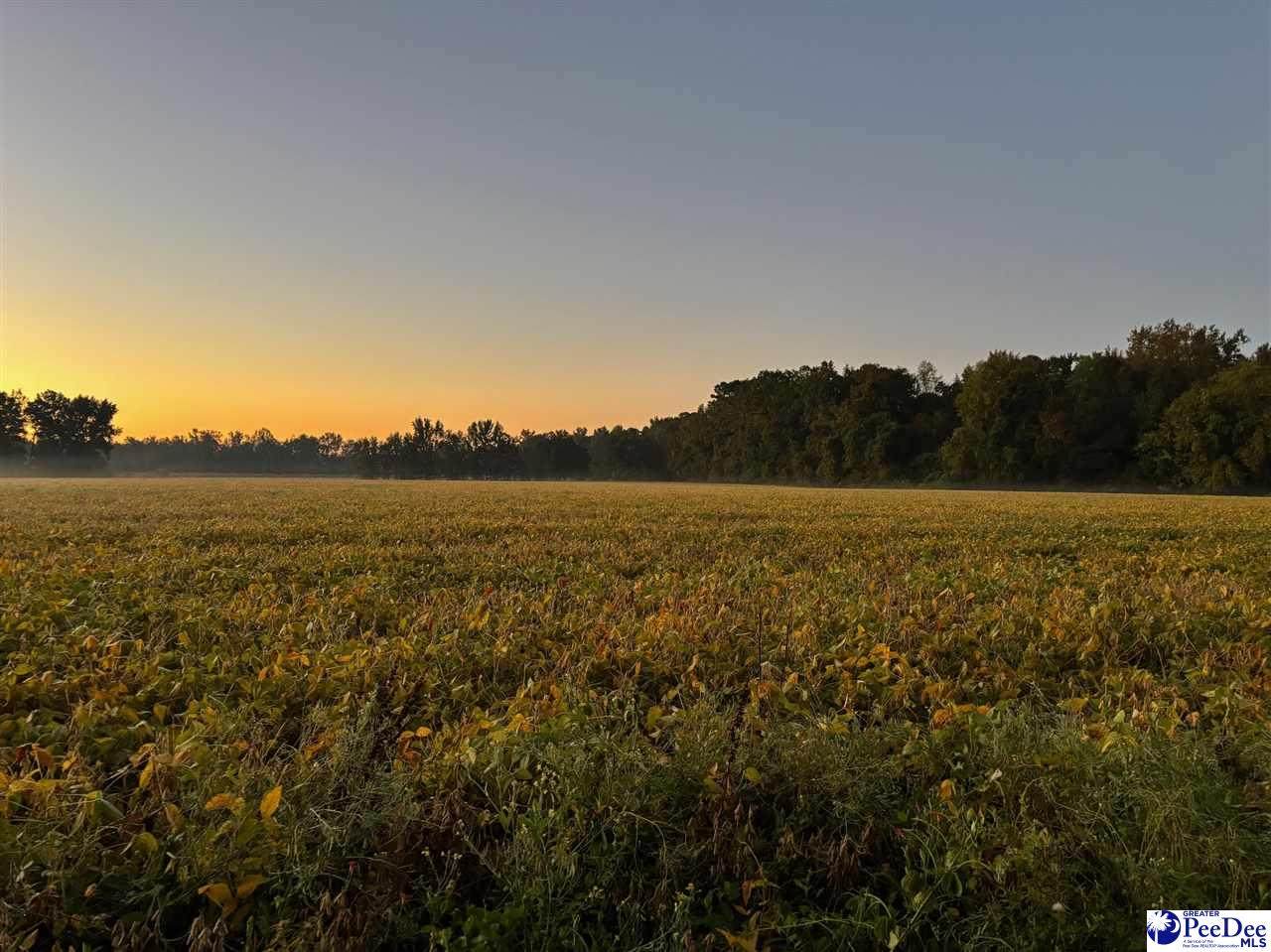 2002 Timmons Rd. - Photo 1