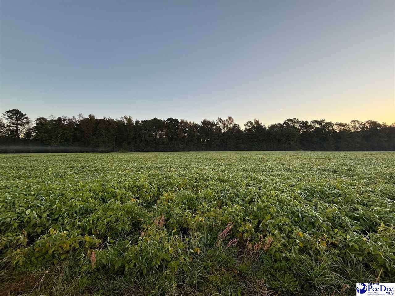 2008 Timmons Rd. - Photo 1