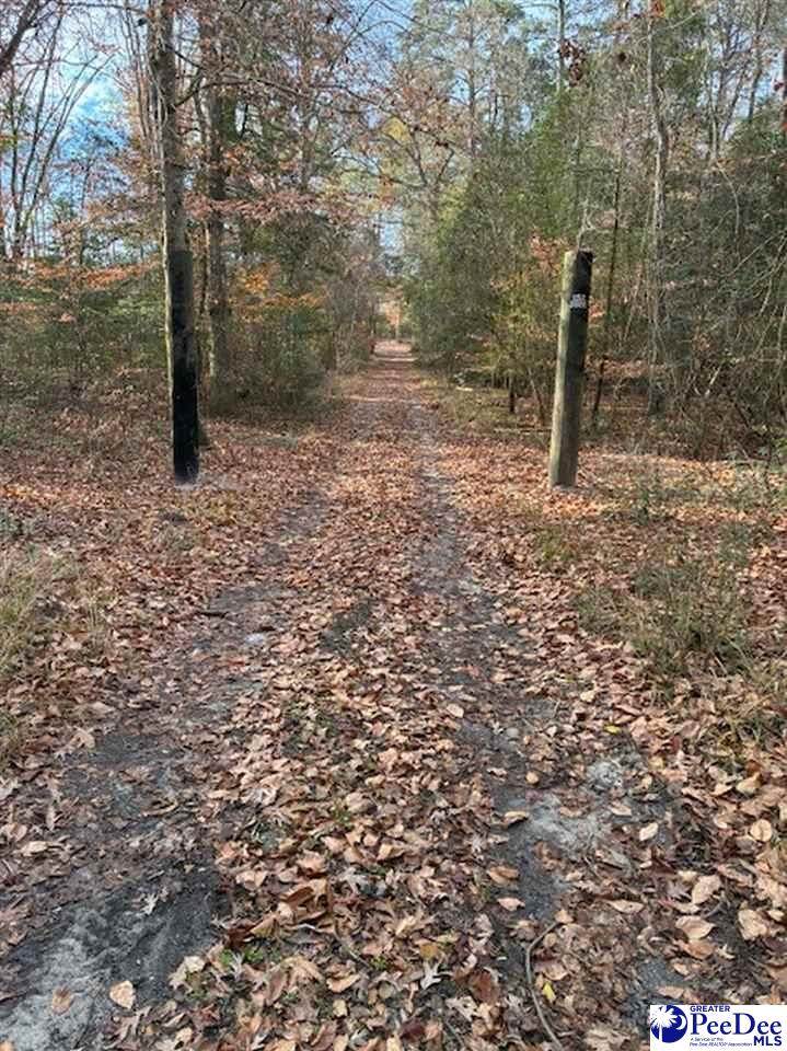 TBD Black Creek Road - Photo 1