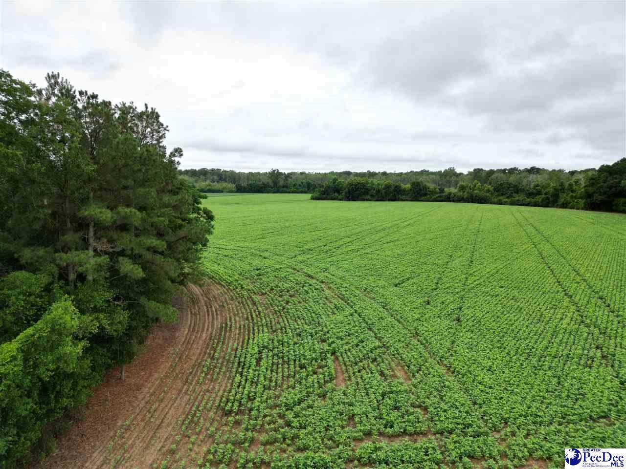 45+/- acres Road 300 - Photo 1