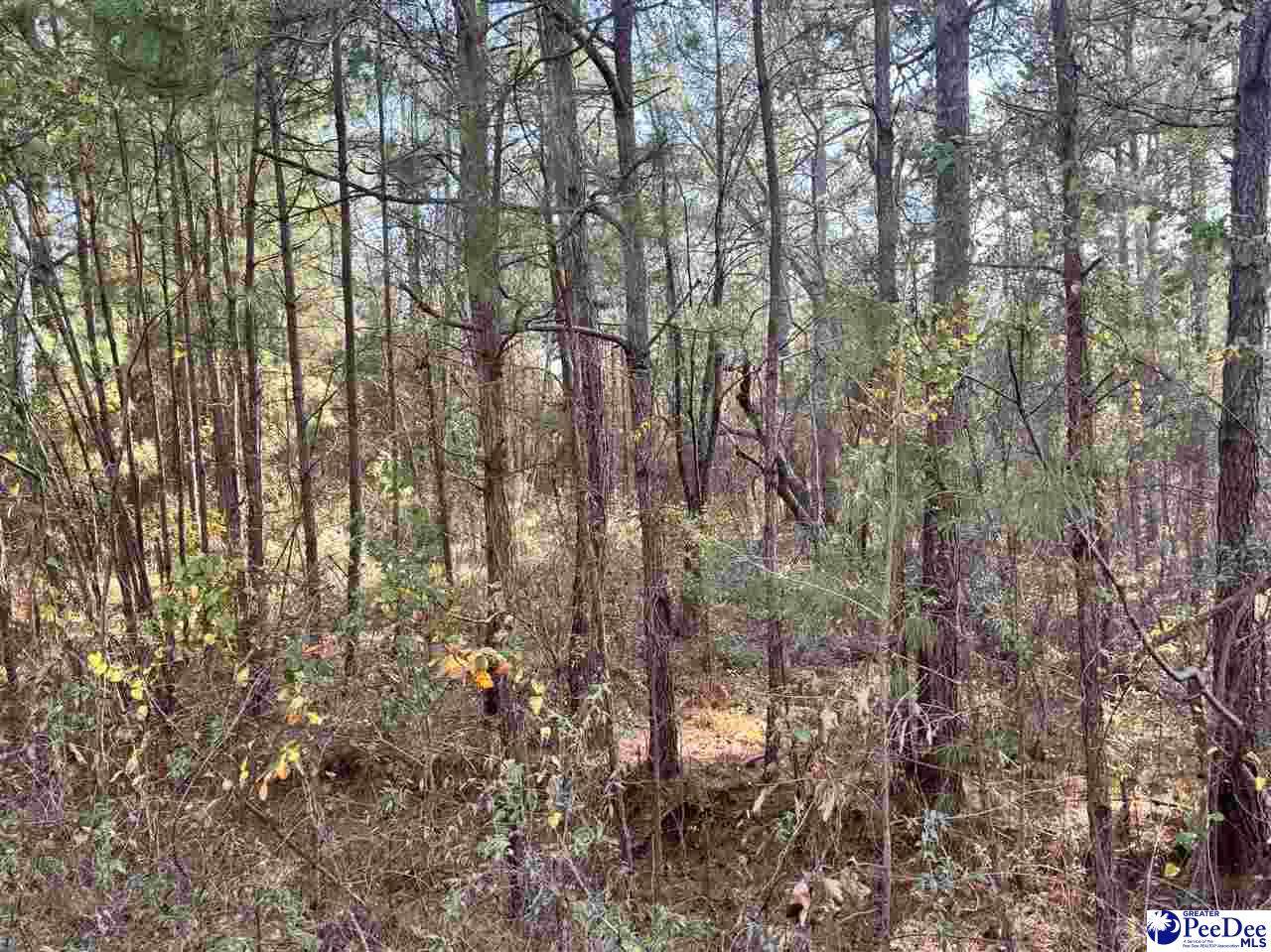 000 Morrison Rd.  (Lot 12A) - Photo 1