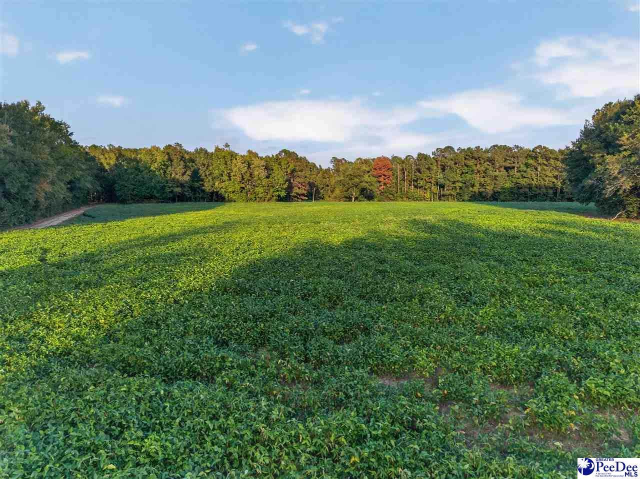 TBD Lum Vereen Rd.   (Tract-2C) - Photo 1