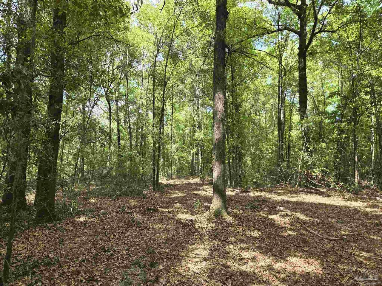 1131 Wolf Log Rd - Photo 1