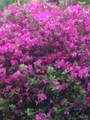  Lantana Dr - Photo 3