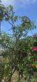 8149 Tacos Ln - Photo 19