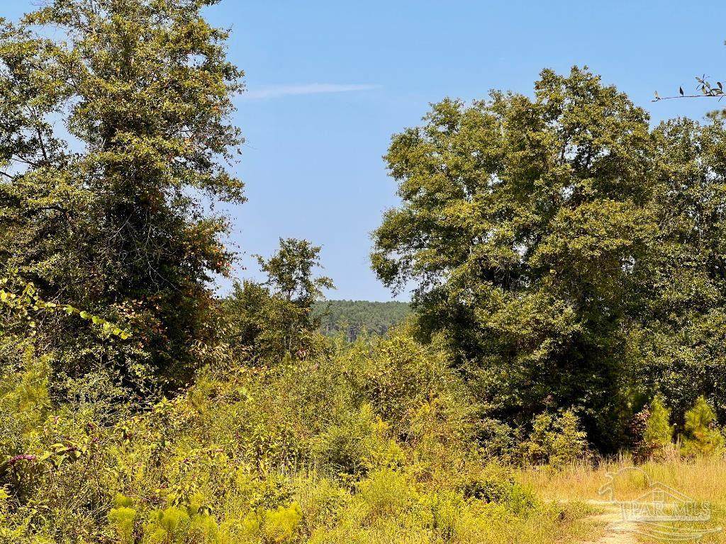Lot 19 Morgans Branch - Photo 1