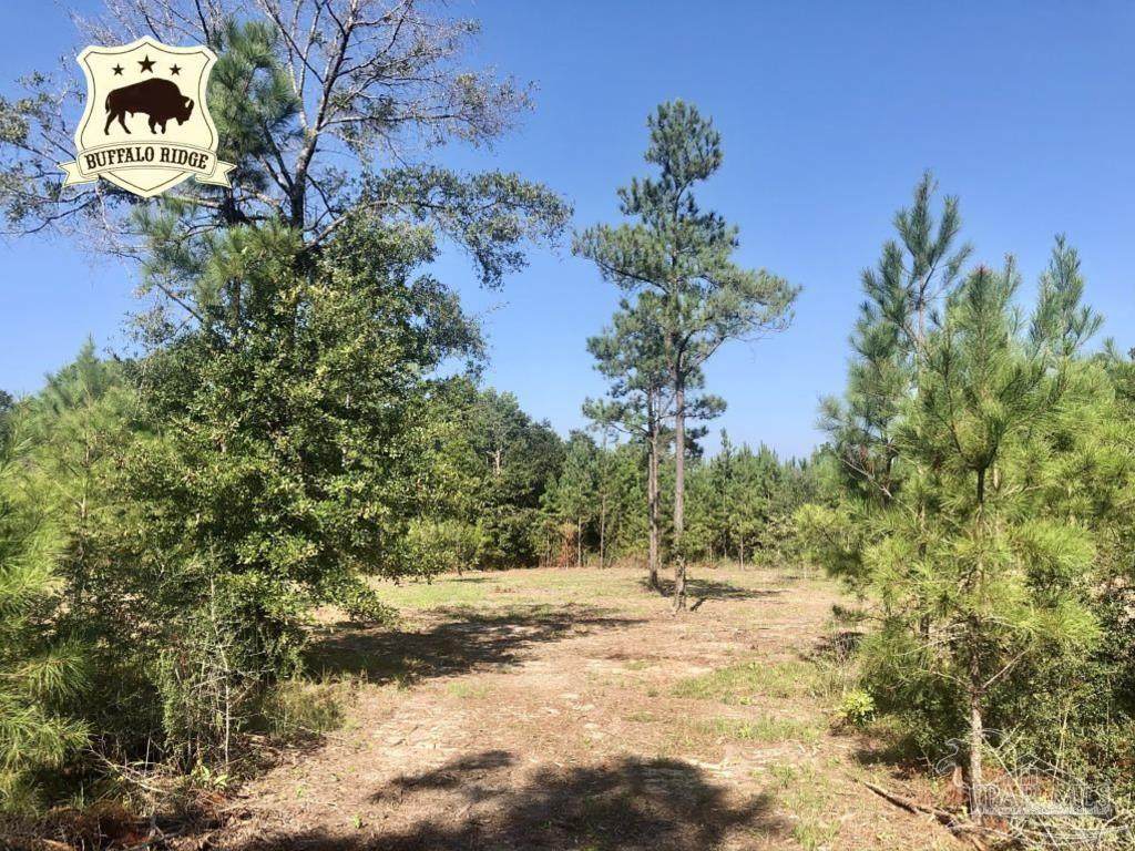 Lot 1 BS Buffalo Ridge Rd - Photo 1