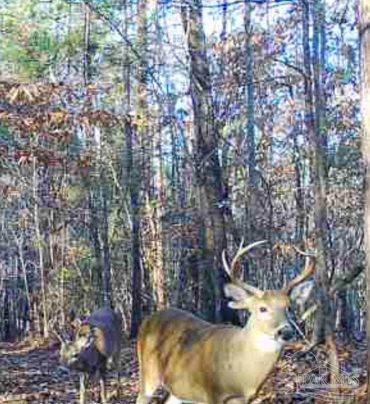 000 Apple Grove Rd - Photo 1