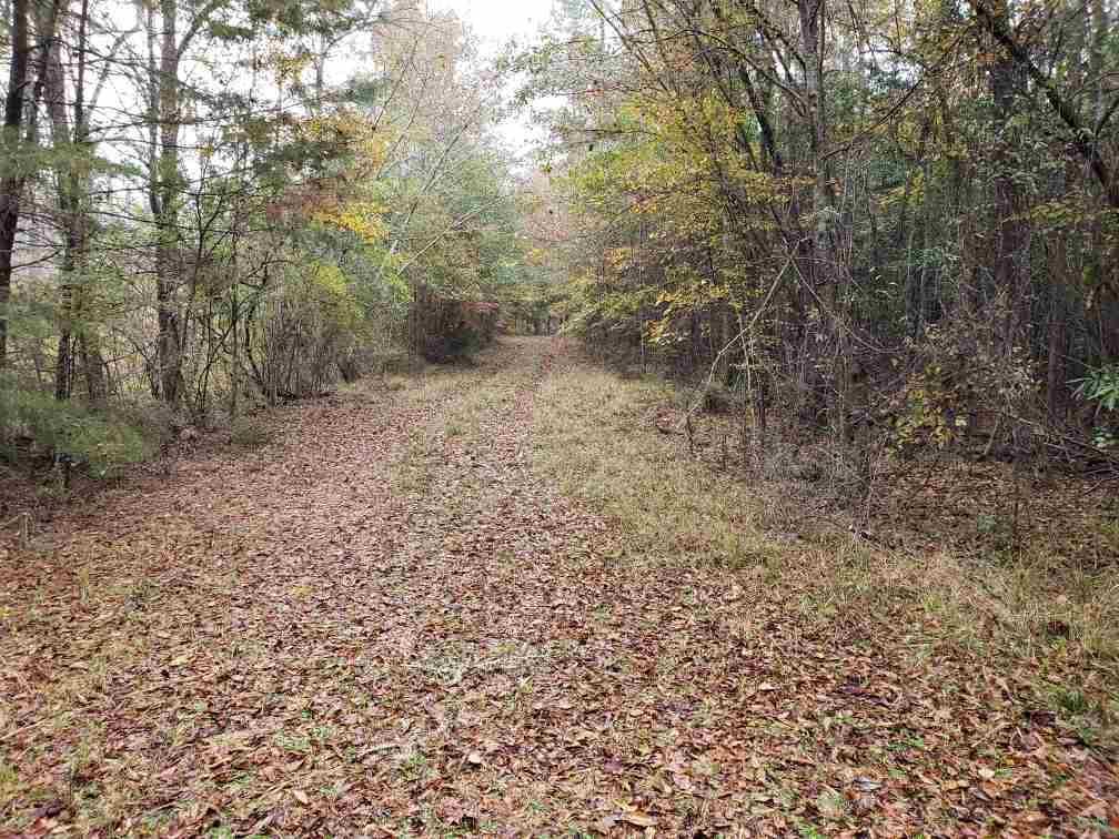 40 acres Williams Lake Rd - Photo 1