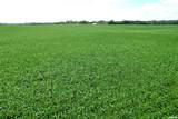 Literberry Triopia Road - Photo 16