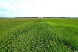  Literberry Triopia Road - Photo 8