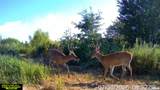15250 Ray Road - Photo 33