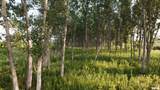 15250 Ray Road - Photo 36