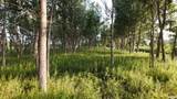 15250 Ray Road - Photo 37