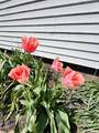 214 Mcdonough Street - Photo 18