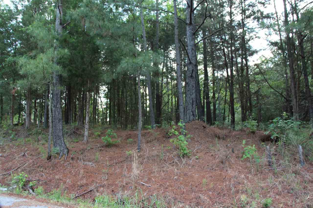 000 Scaleybark Court - Photo 1