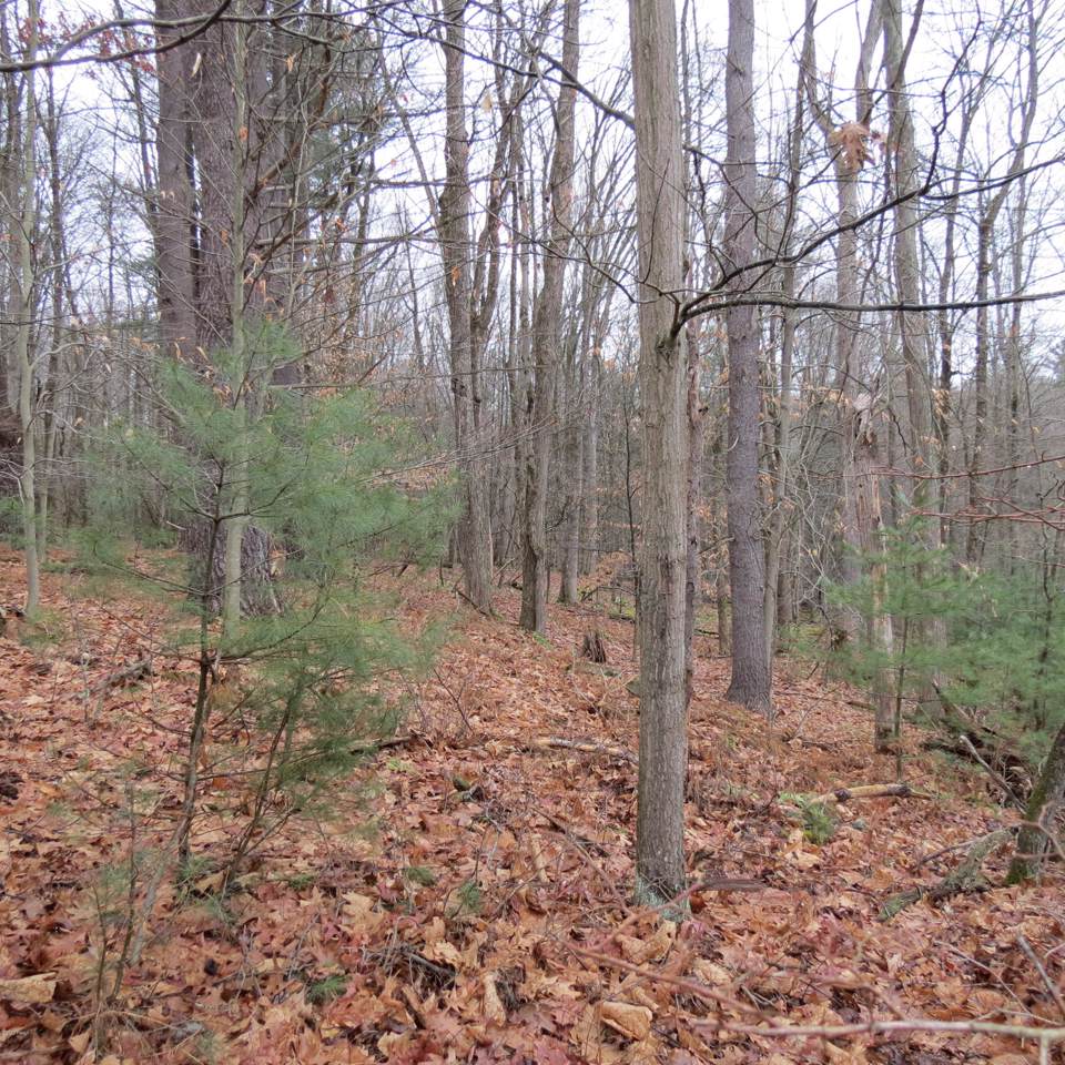 Lot 20.3 County Road 114 - Photo 1