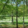 344 Canoebrook Drive - Photo 42