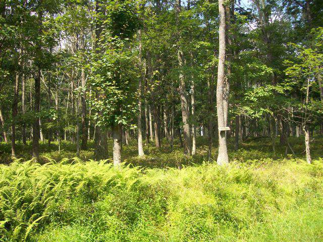 LOT 224 Cottonwood Dr - Photo 1