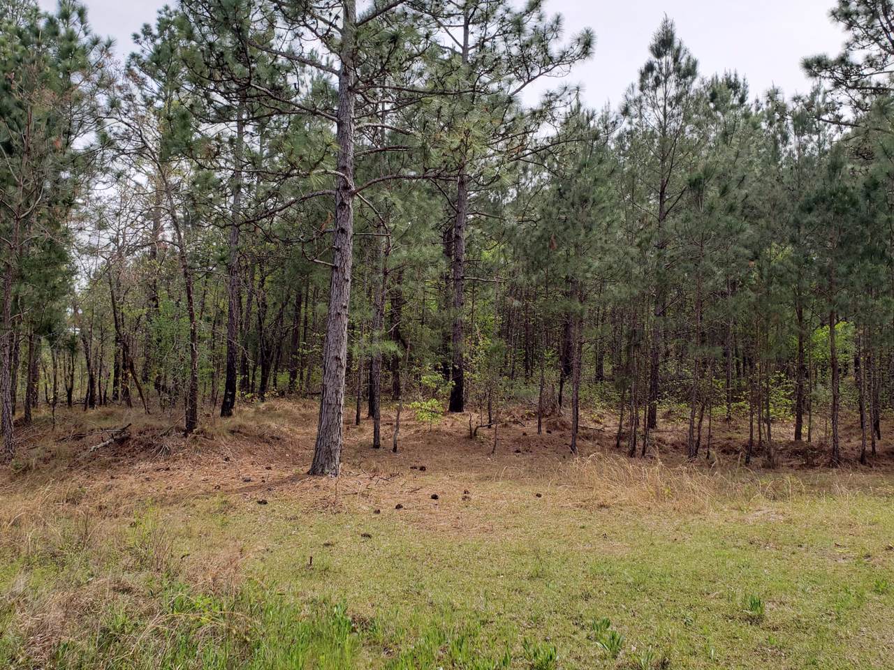 10 Shawn Lane - Photo 1
