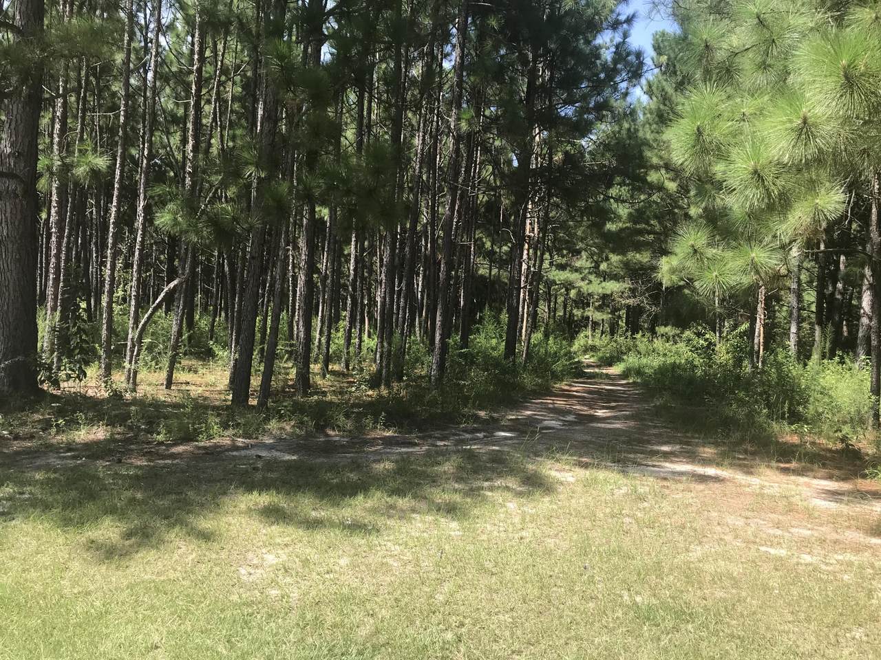 4658 Lobelia Road - Photo 1