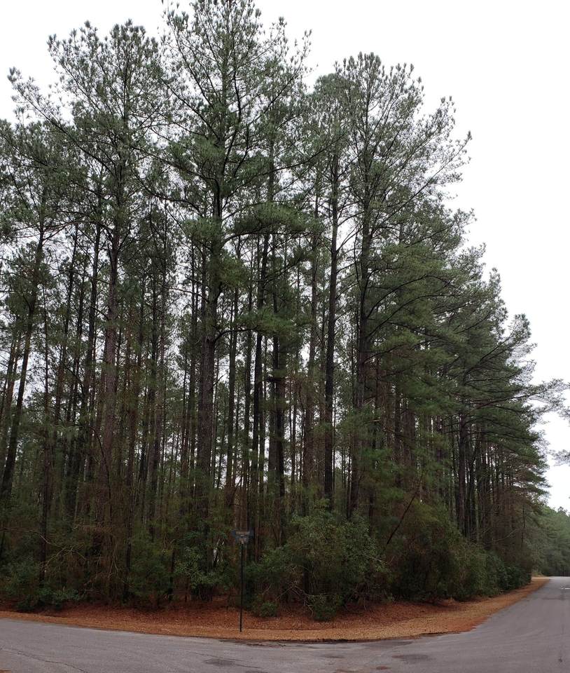 20 Loblolly Court - Photo 1