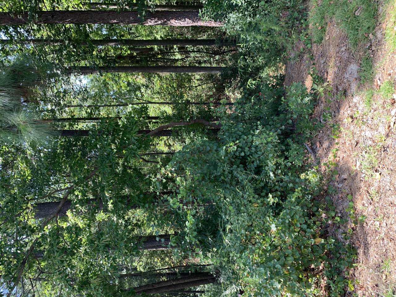 5 Bradley Lane - Photo 1