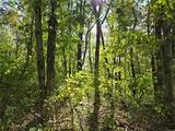 000 Lot 24 Dally Road - Photo 1