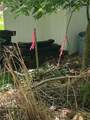 LOT Wexford Bayne Road - Photo 7