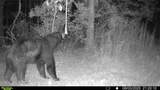 10019 Dingman Rd - Photo 44