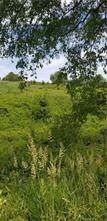 Lot 202 Pfeifer Rd (Creekwood Fields) - Photo 1
