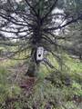 53 Squaw Creek - Photo 29