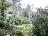 001 Skinner Canyon Road - Photo 5