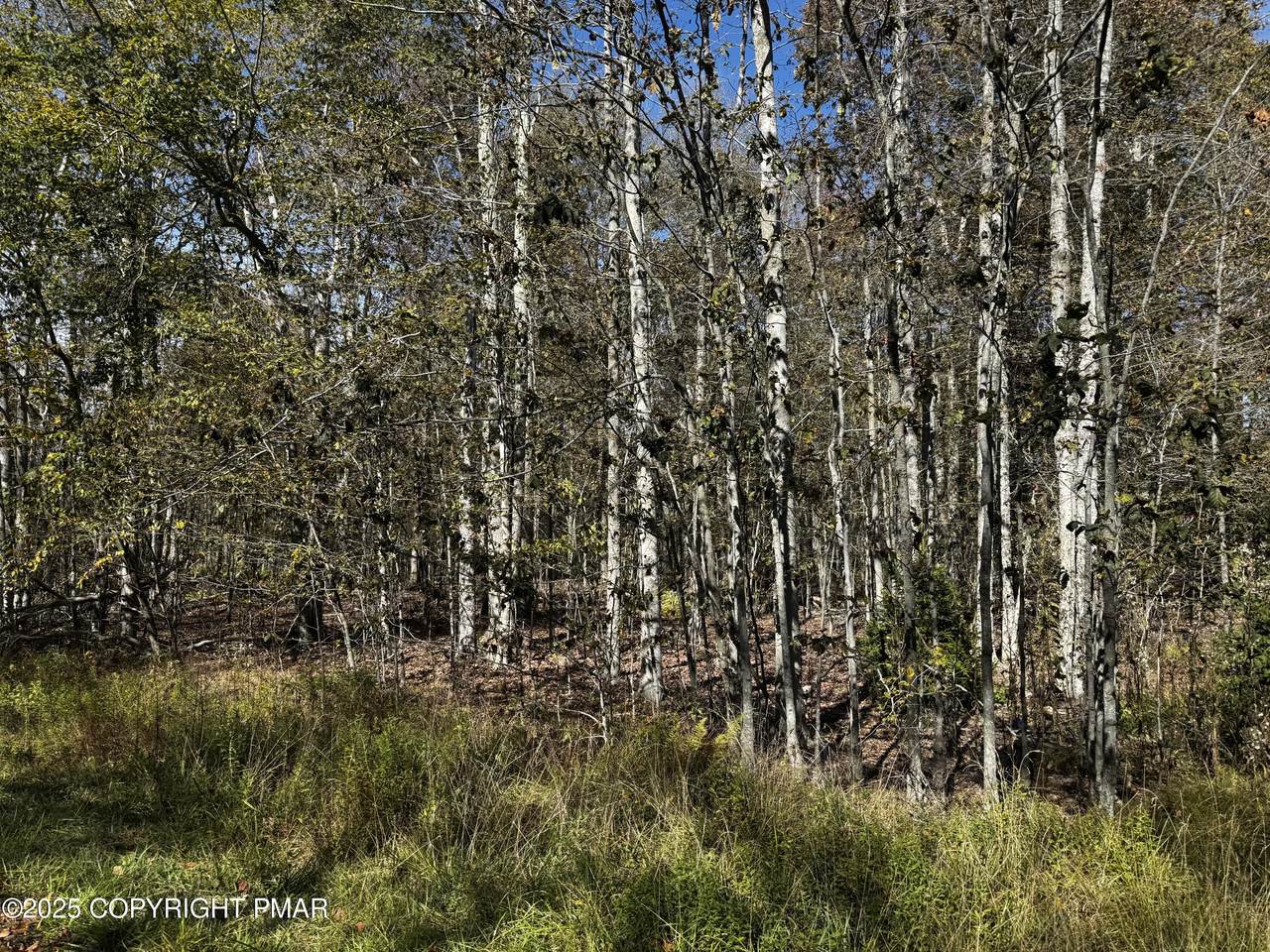  Red Spruce Road - Photo 1