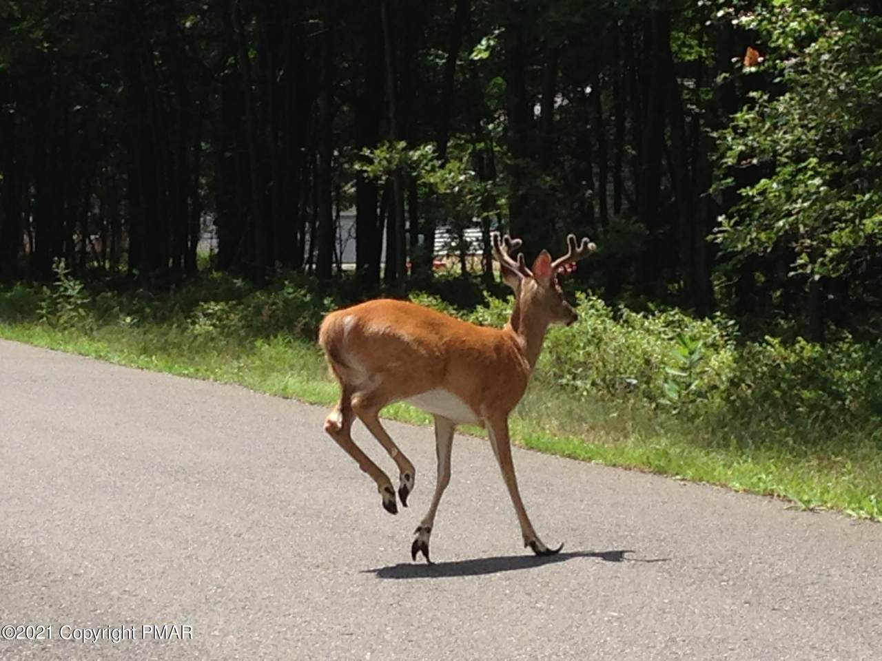 53 Towamensing Trail - Photo 1