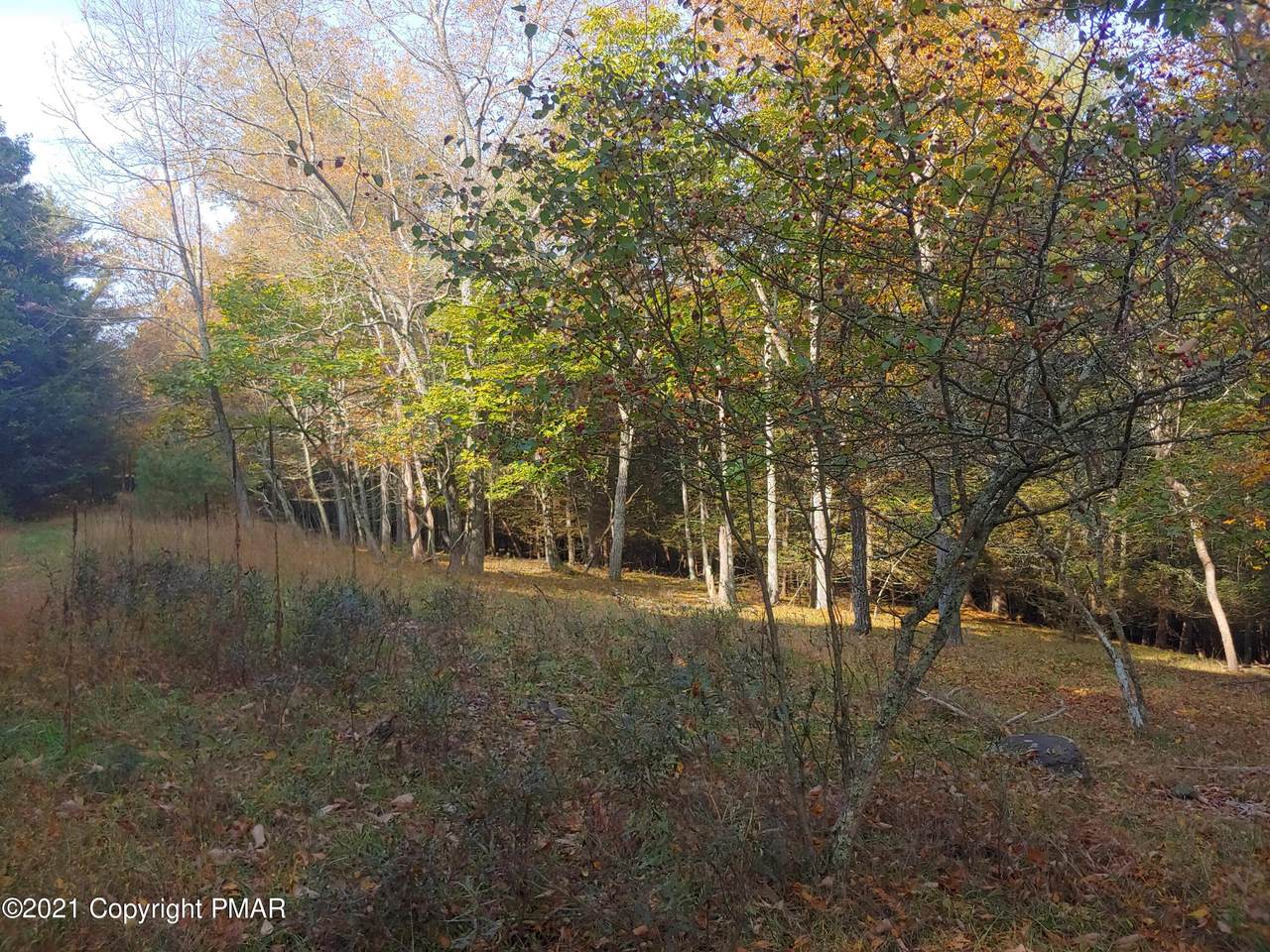 Pine Tree Rd - Photo 1