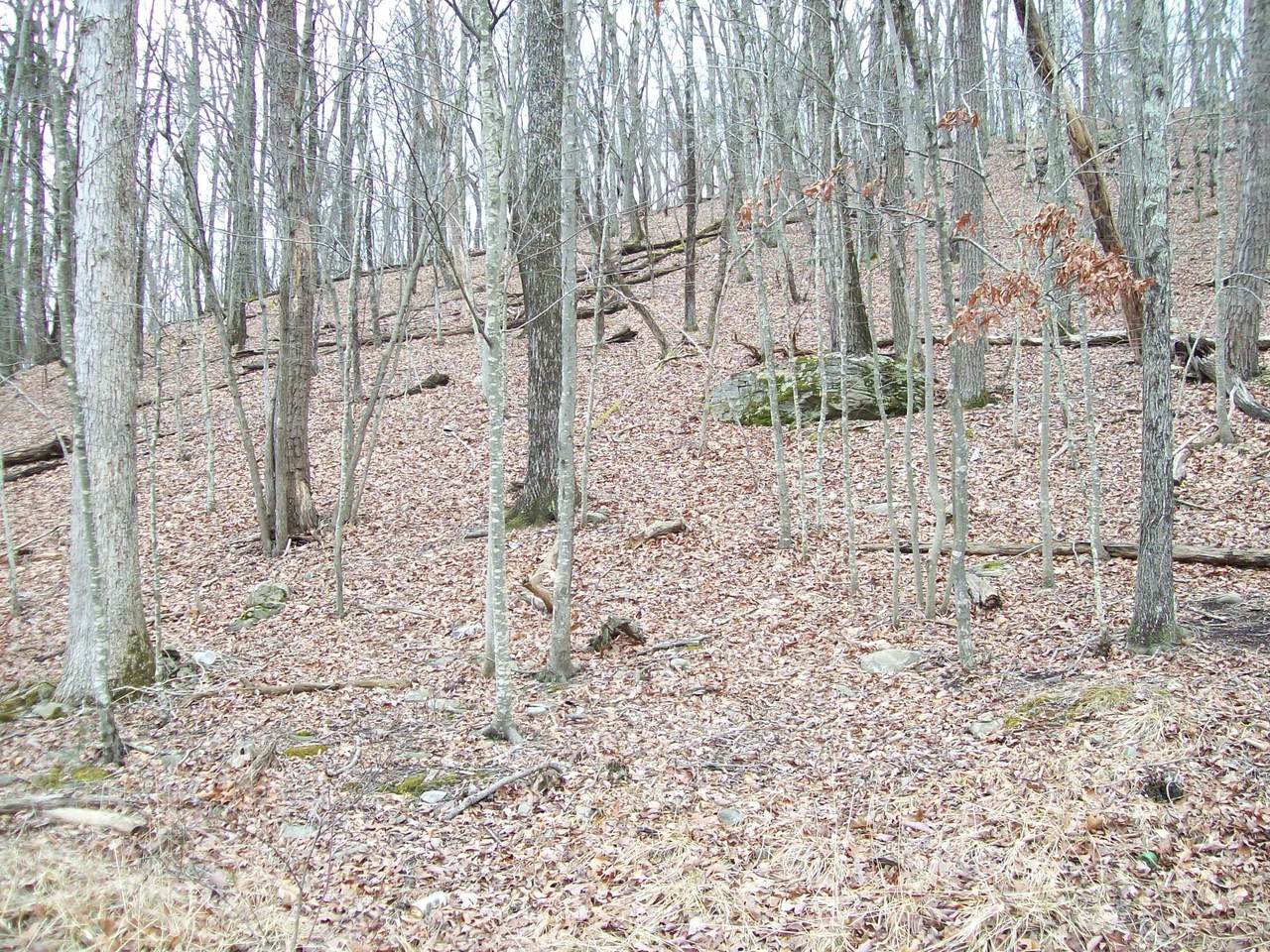 2.65 Acres Decker Rd - Photo 1