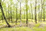 209 Conashaugh Trail - Photo 9
