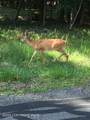 Lot 14.15,17 Pocono Mountain Lake Drive - Photo 1