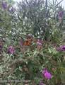  Pine Tree Rd 824 Road - Photo 24