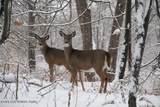 1065 Stag Run #1614 - Photo 1