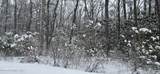  Sycamore Drive - Photo 1