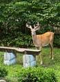 1769 Stag Run - Photo 60