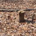 479 Jonas Road - Photo 4