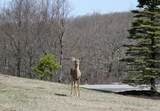 8 Kickapoo Drive - Photo 93