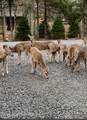 1769 Stag Run - Photo 59