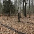  Timberlane Dr & Tamarack Trail - Photo 1